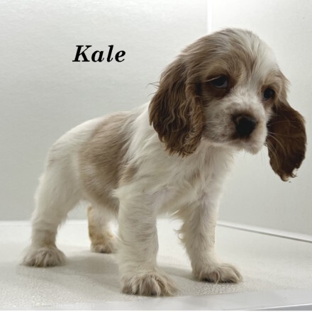 puppy, for, sale, Cocker Spaniel, Joe & Cherri  Overlease, dog, breeder, Miller, MO, dog-breeder, puppy-for-sale, forsale, nearby, find, puppyfind, locator, puppylocator, aca